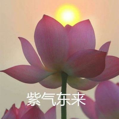 洼破解版下载